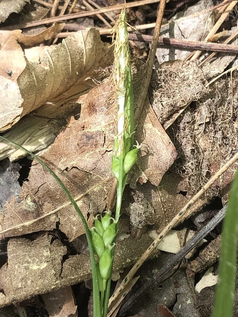 Carex Amphibola