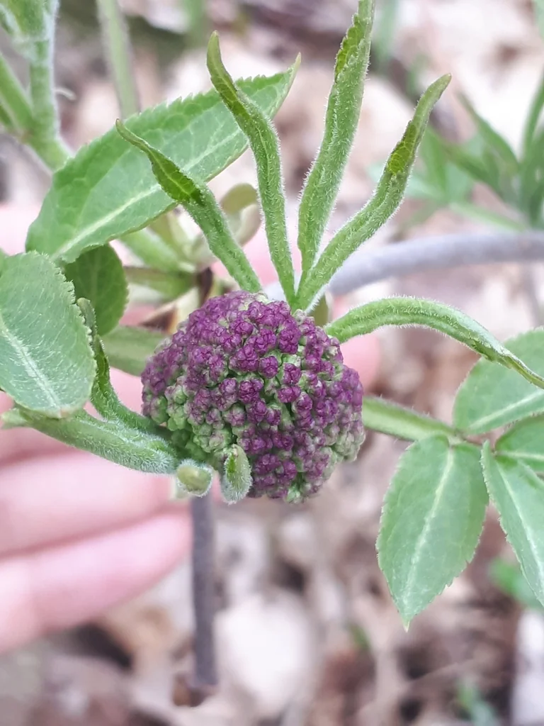 Sambucus Pubens