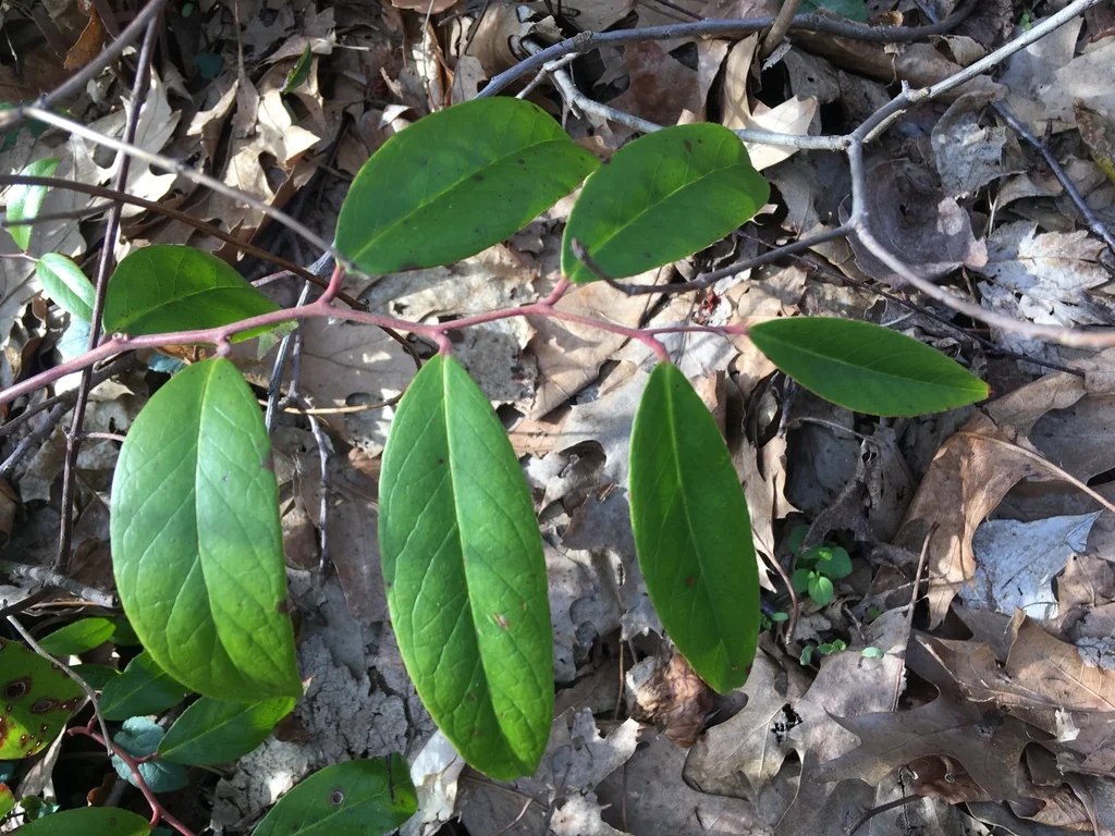 Leucothoe axillaris