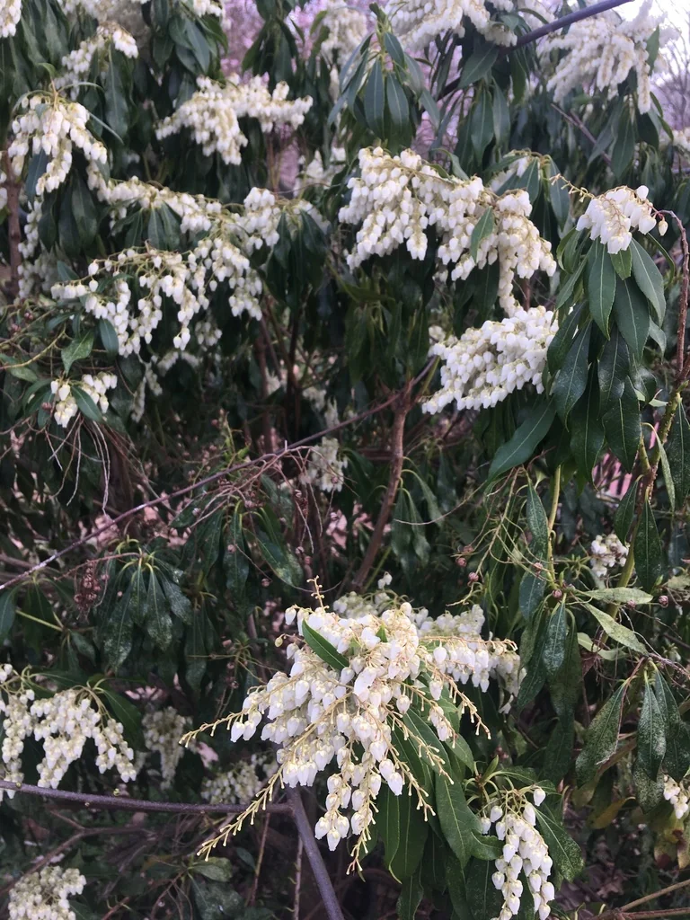 Pieris japonica