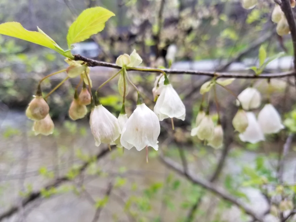 Halesia Carolina