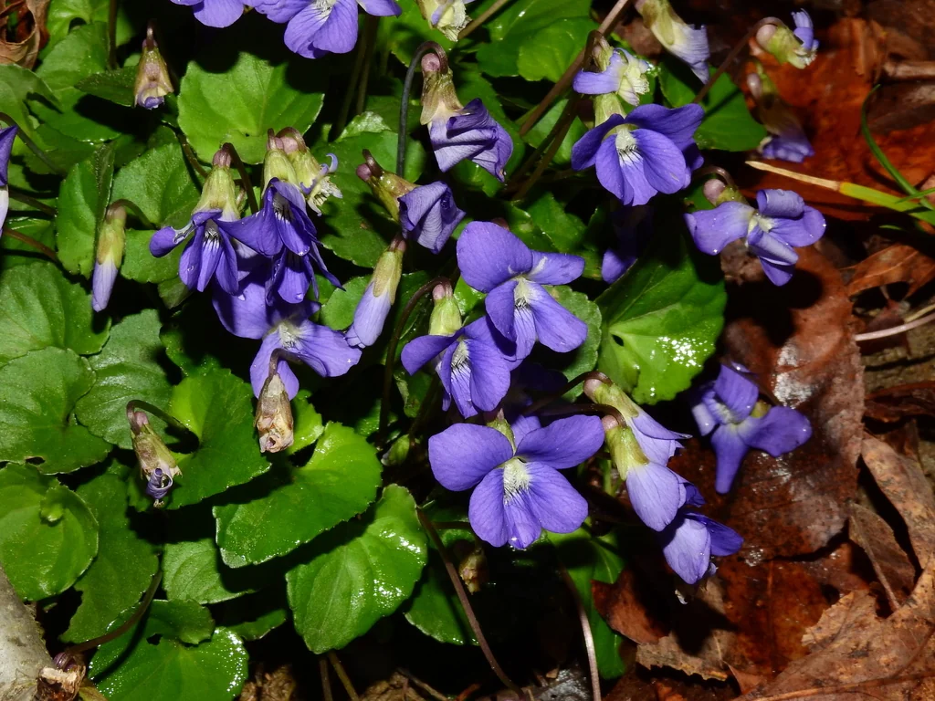 Viola Sororia