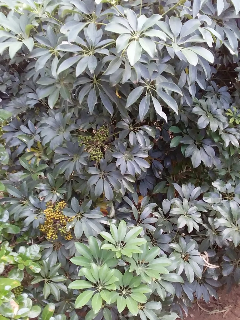 Schefflera Arboricola