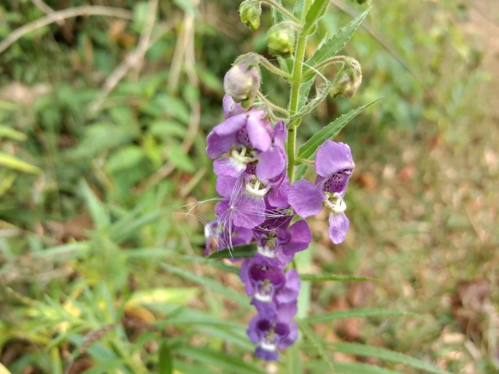 Angelonia angustifolia