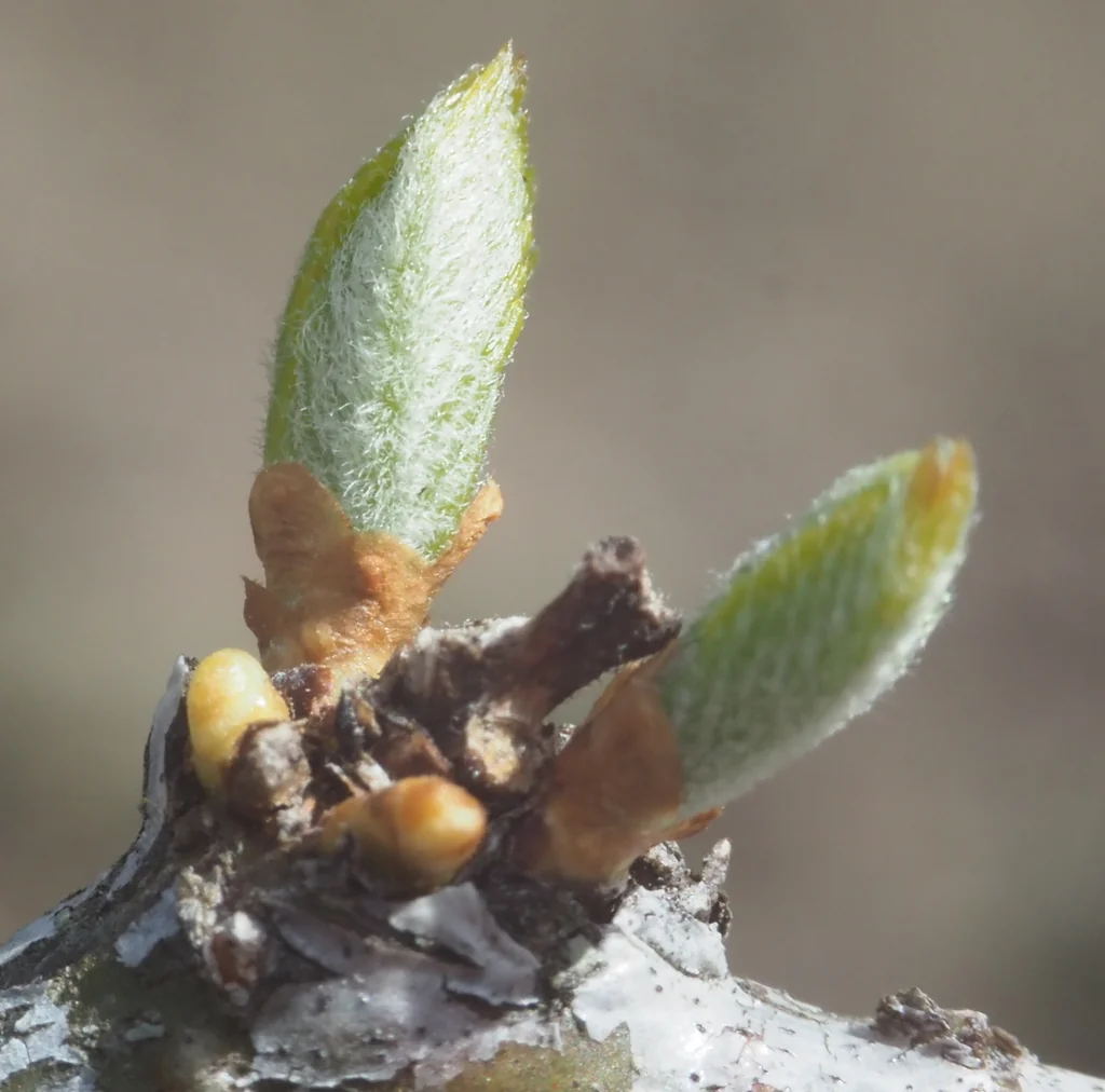 Gleditsia Triacanthos Inermis