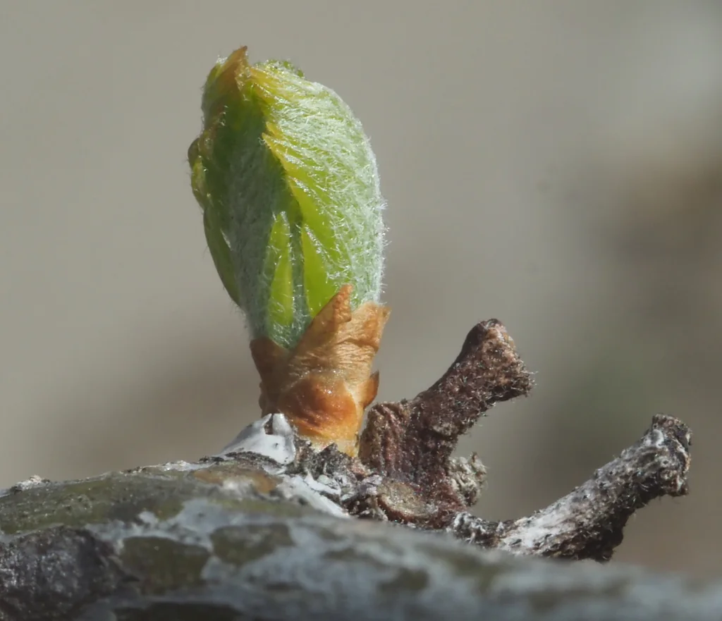 Gleditsia Triacanthos Inermis