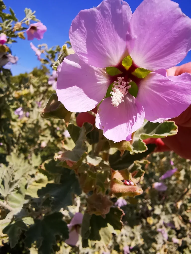Lavatera Maritima