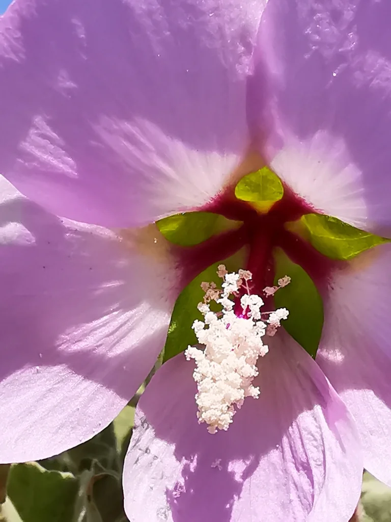 Lavatera Maritima