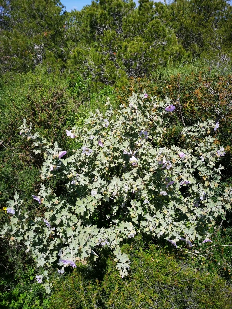 Lavatera Maritima