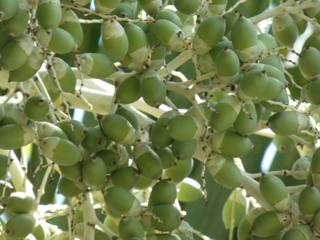 Adonidia Merrillii