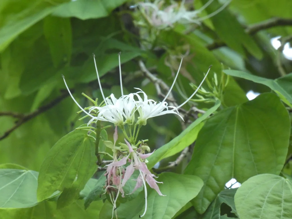 Bauhinia Mexicana