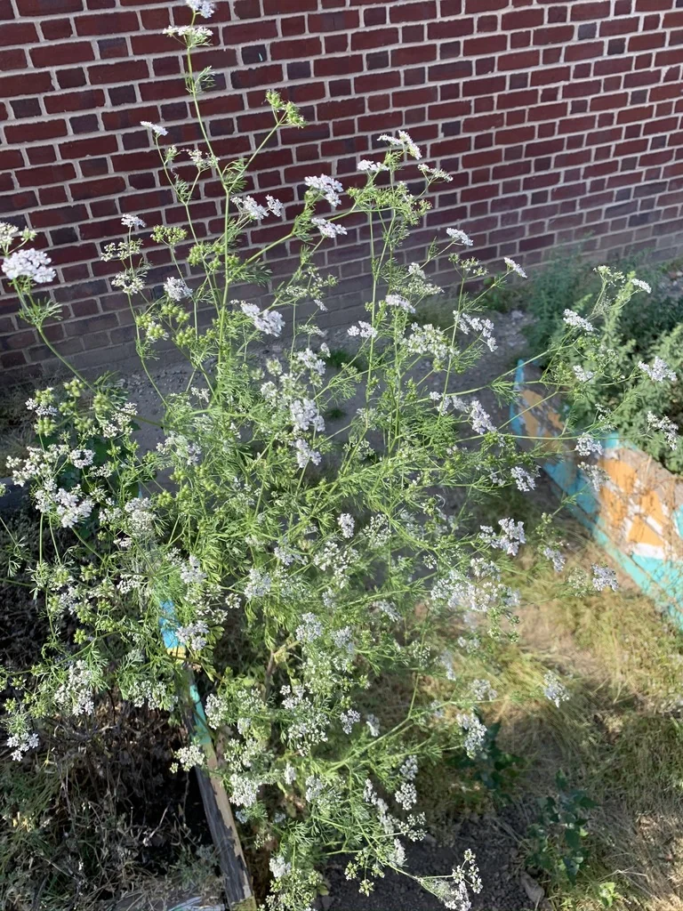 Coriandrum Sativum