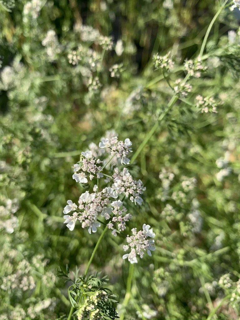 Coriandrum Sativum