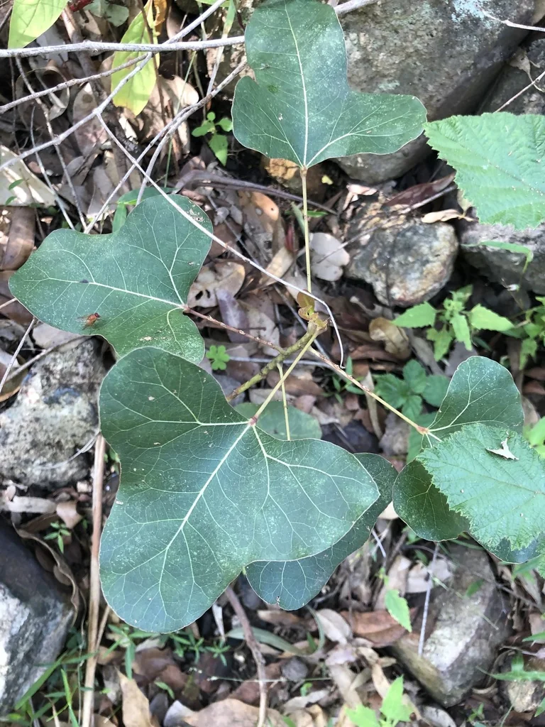 Brachychiton Populneus
