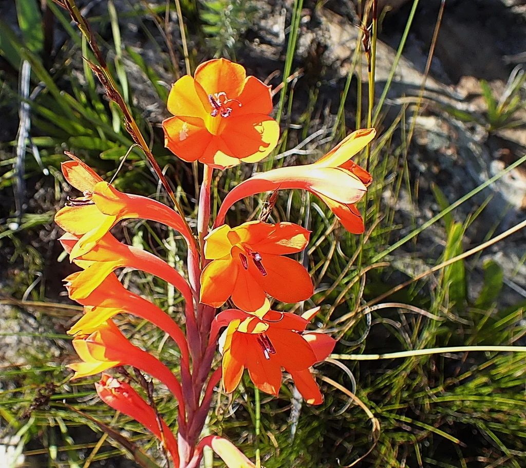 Watsonia Pillansii
