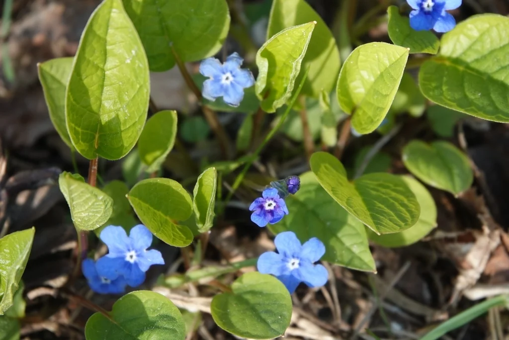 Omphalodes Verna