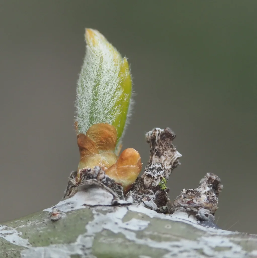 Gleditsia Triacanthos Inermis