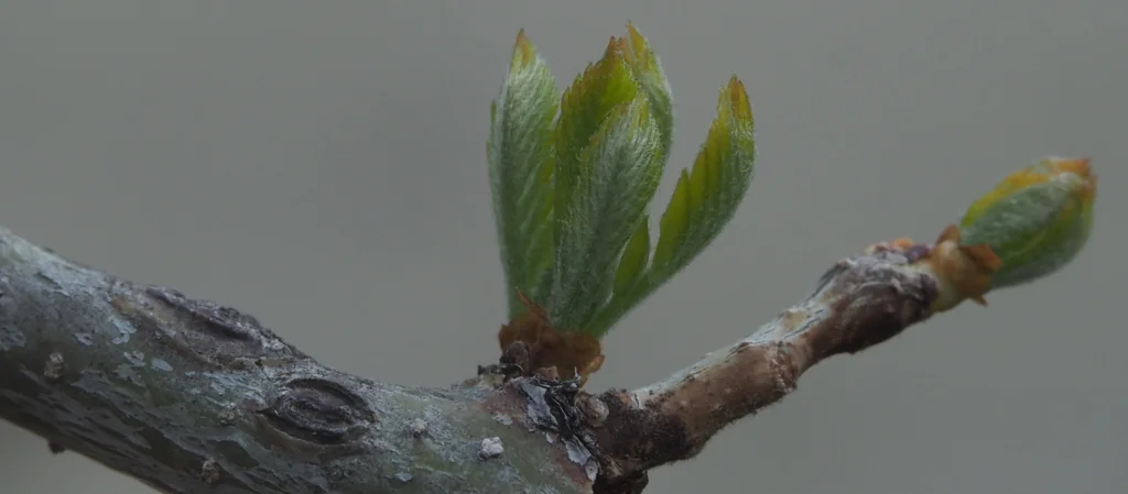 Gleditsia Triacanthos Inermis