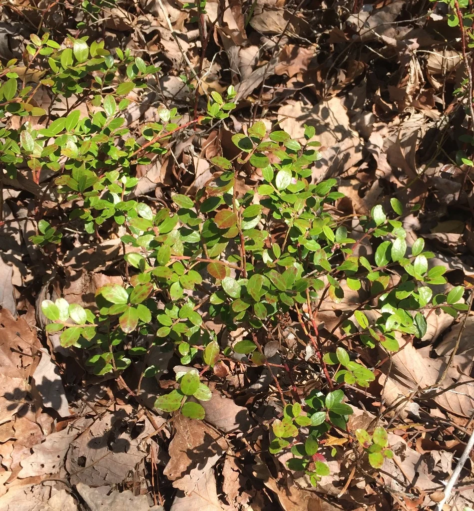 Gaylussacia Brachycera