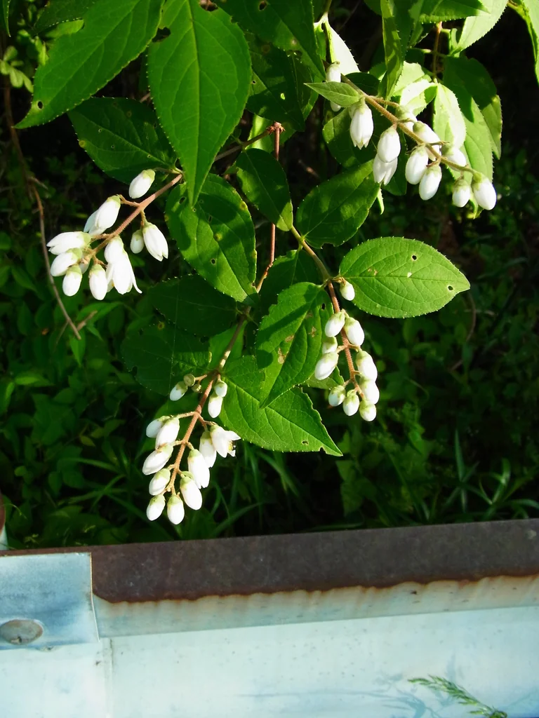 Deutzia gracilis