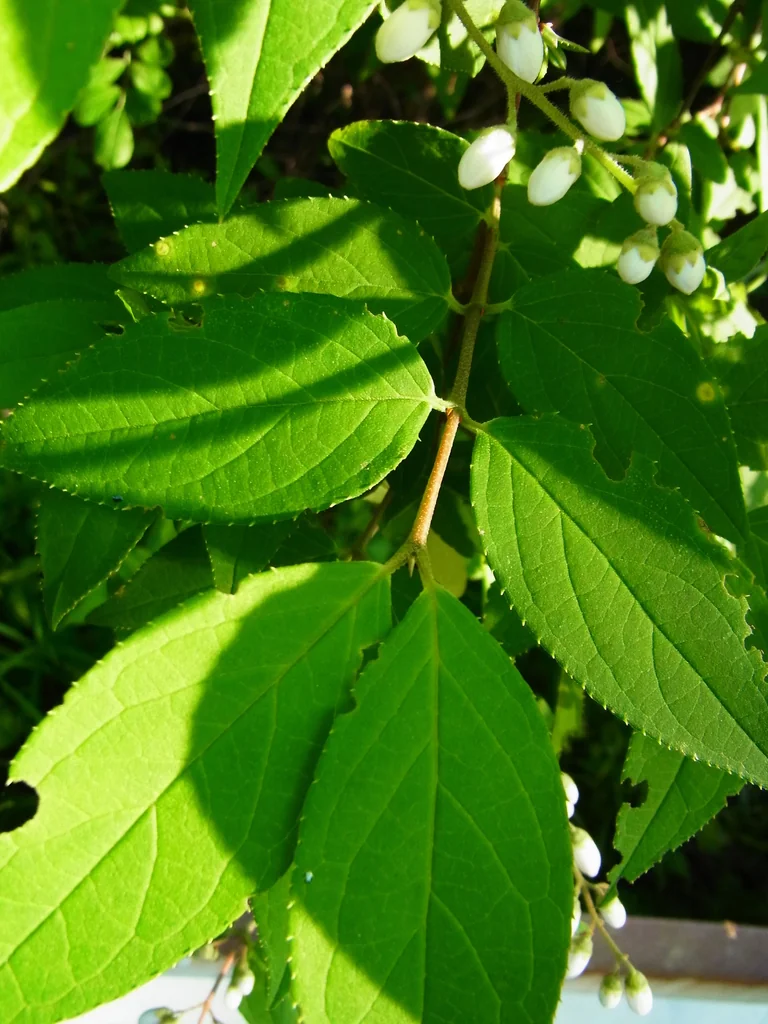 Deutzia gracilis