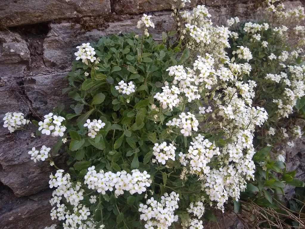 Arabis Caucasica