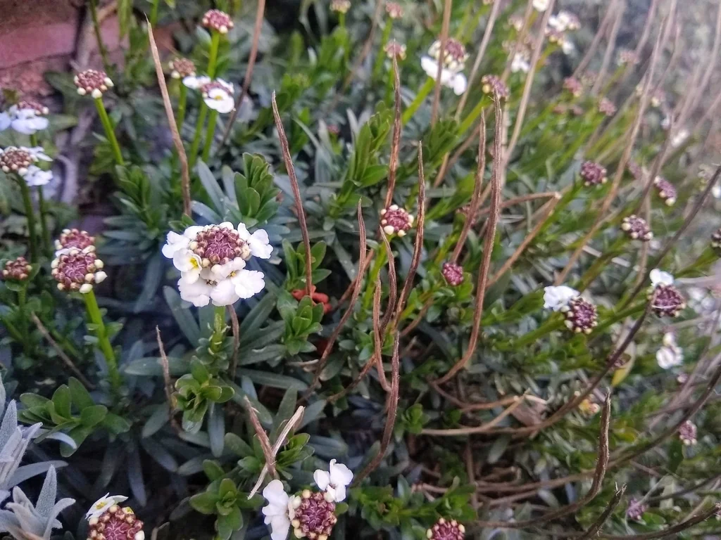 Iberis Sempervirens