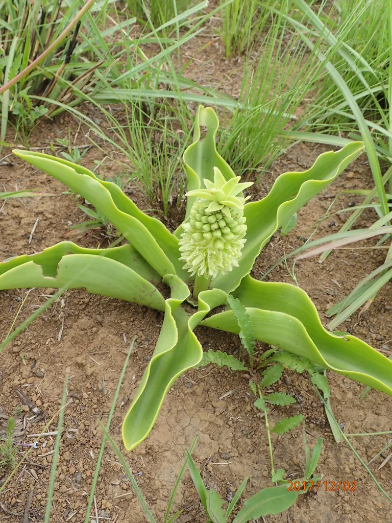 Eucomis Autumnalis