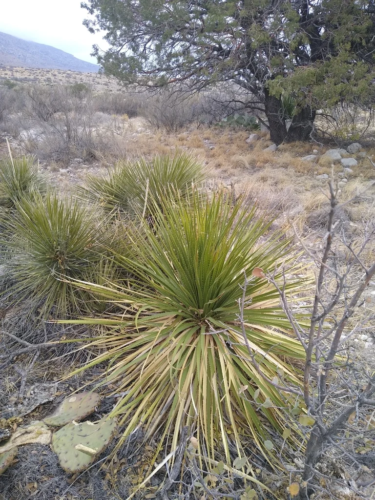 Dasylirion Leiophyllum
