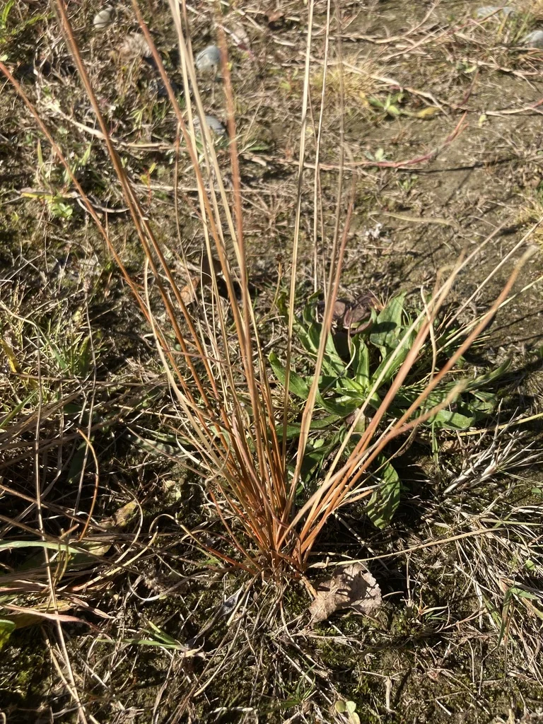Carex Buchananii