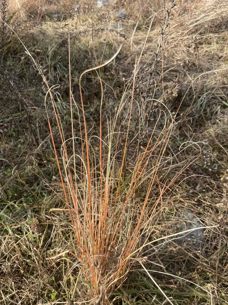 Carex Buchananii