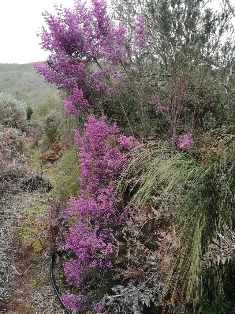 Erica Canaliculata