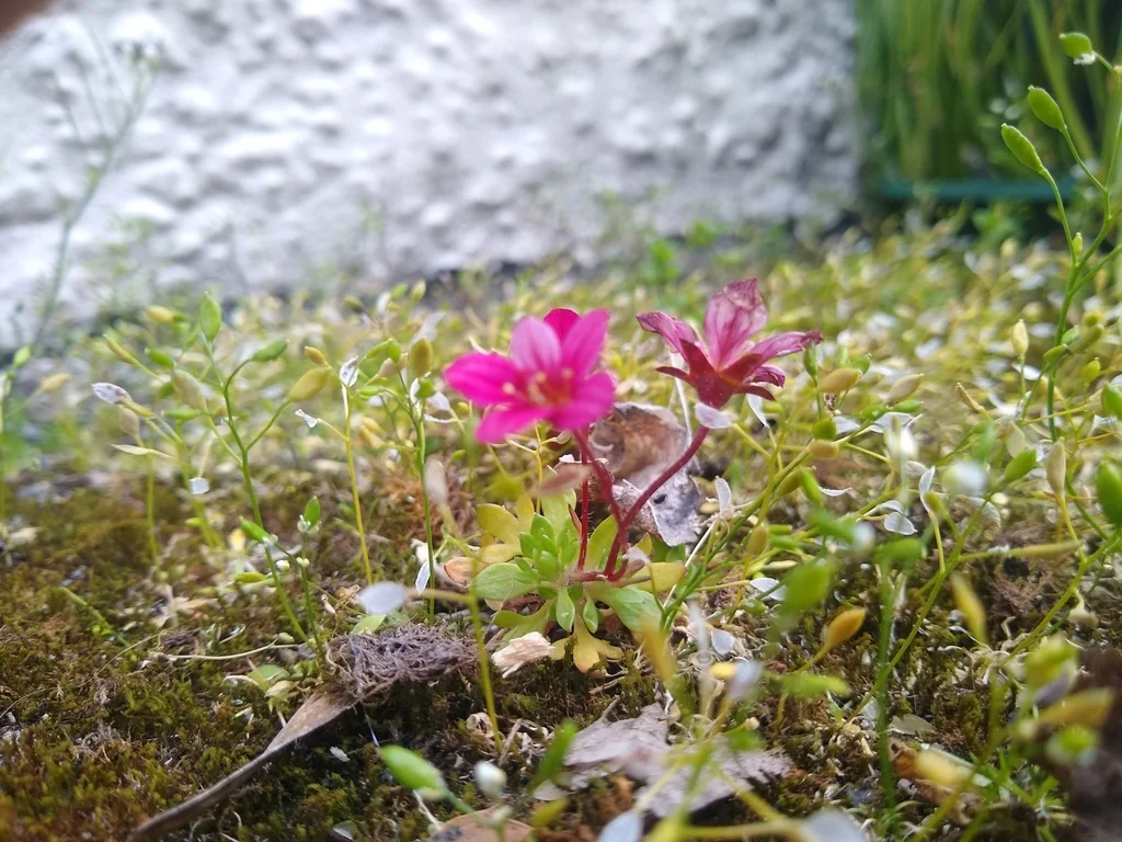 Saxifraga X Arendsii