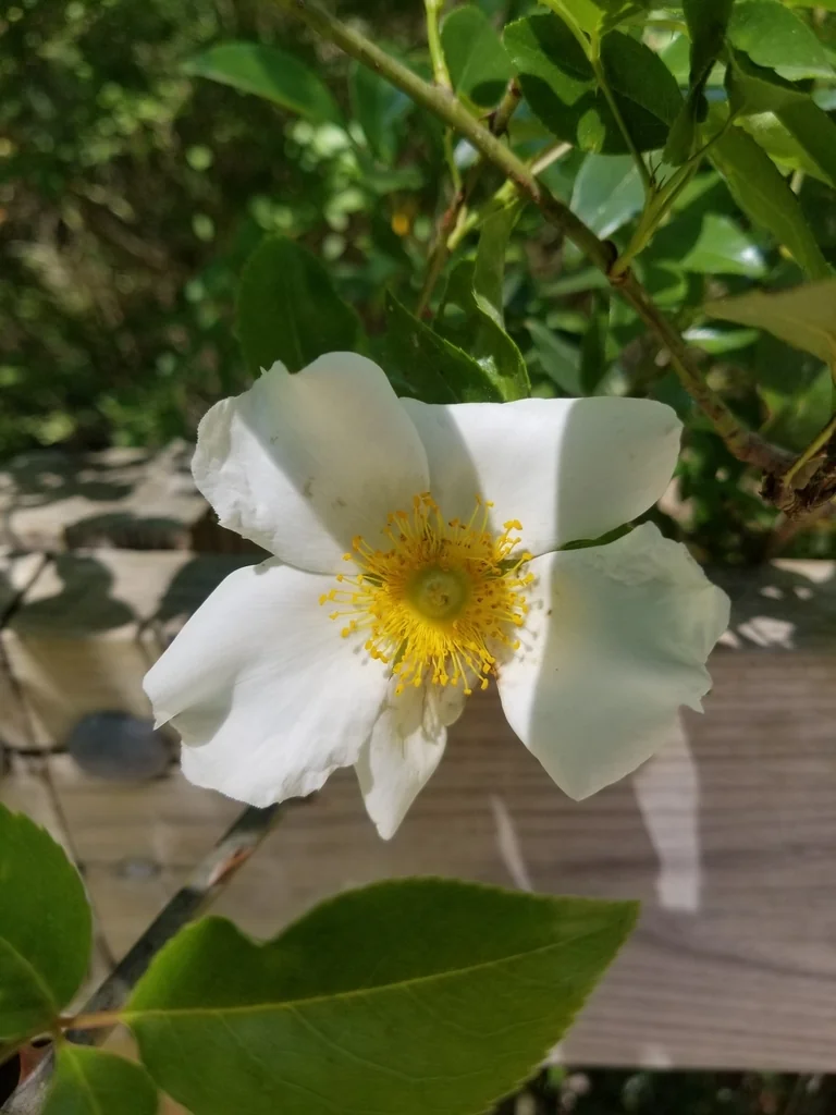 Rosa Laevigata