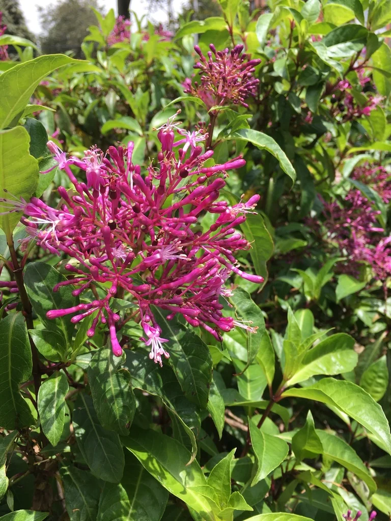 Fuchsia Paniculata