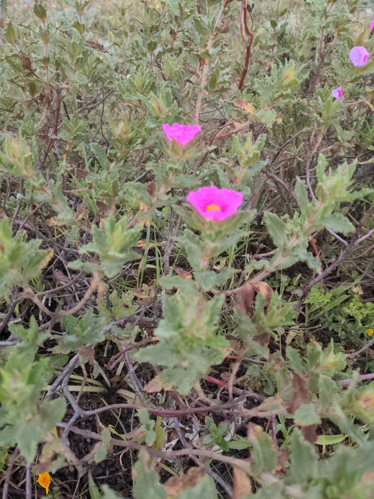Cistus Crispus