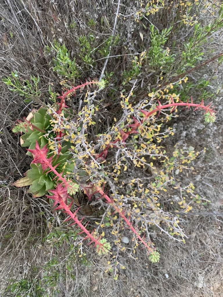 Dudleya Brittonii