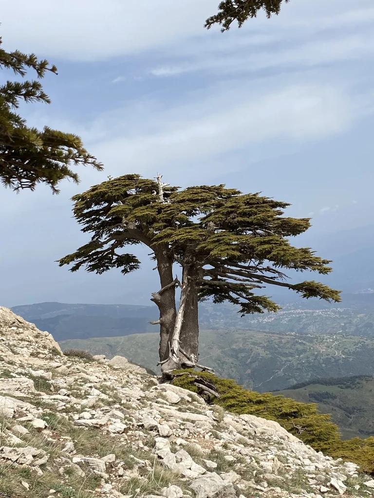Cedrus atlantica
