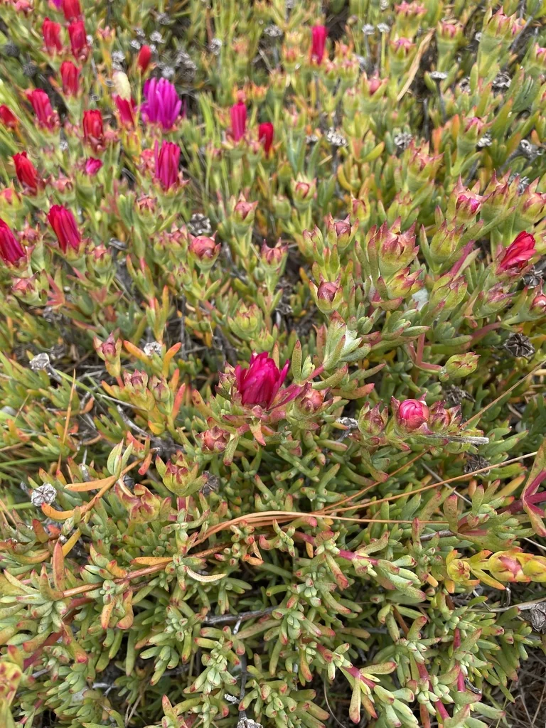 Lampranthus Spectabilis