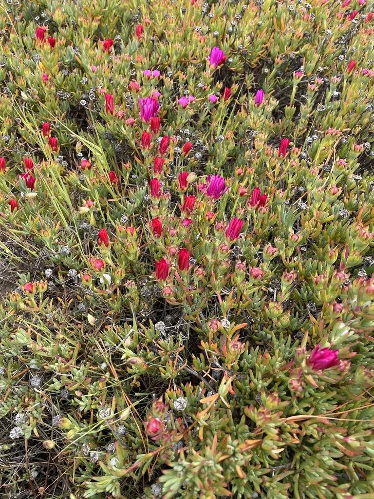 Lampranthus Spectabilis