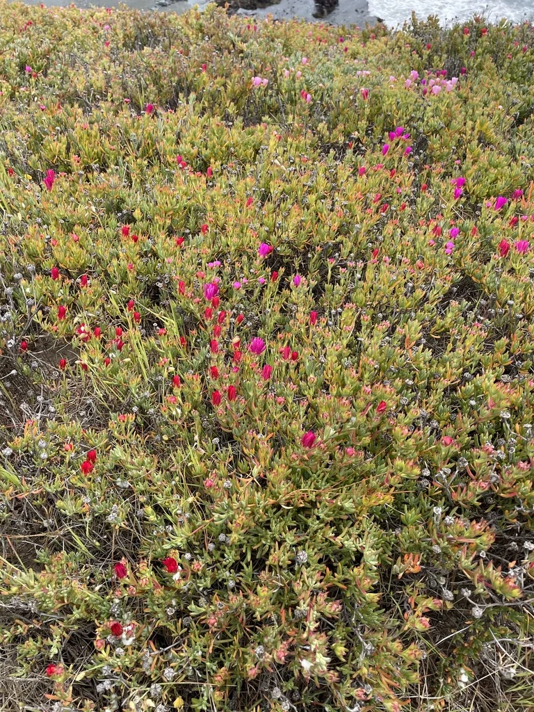 Lampranthus Spectabilis