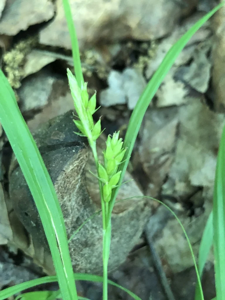Carex Amphibola