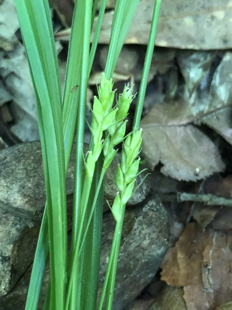 Carex Amphibola