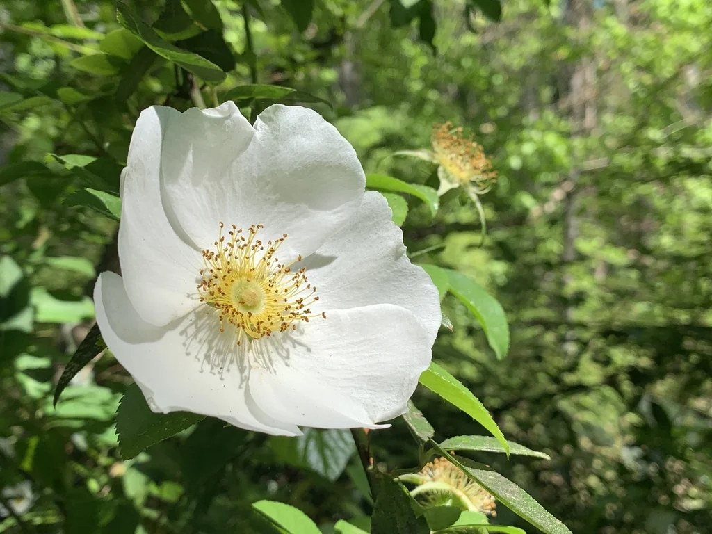 Rosa Laevigata