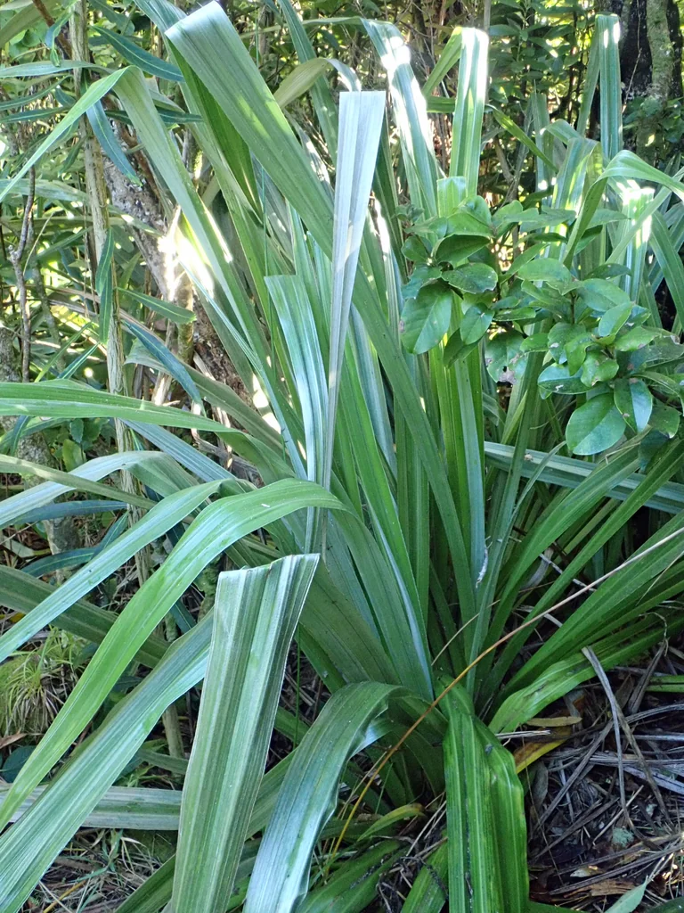 Astelia Chathamica