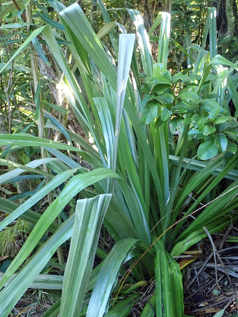 Astelia Chathamica