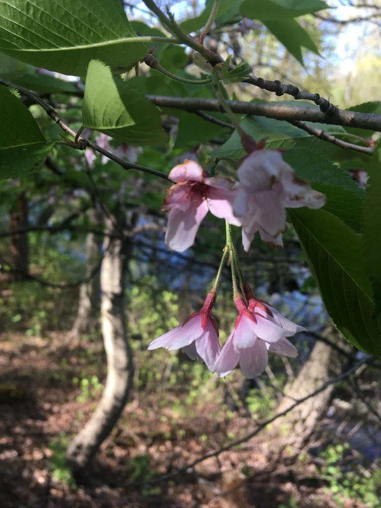 Prunus X Yedoensis