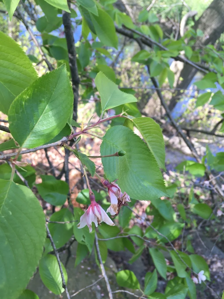 Prunus X Yedoensis