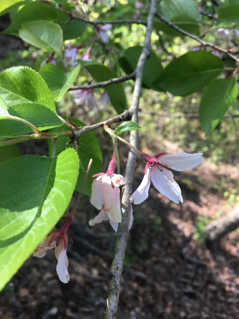 Prunus X Yedoensis