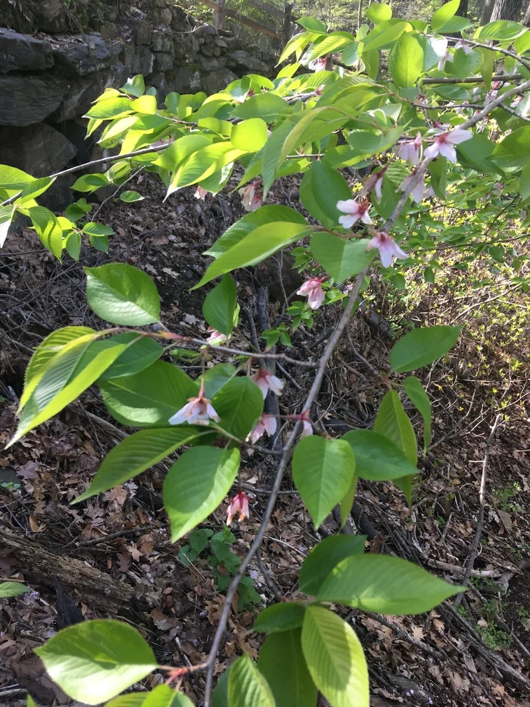 Prunus X Yedoensis